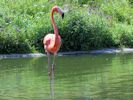 American Flamingo (WWT Slimbridge July 2013) - pic by Nigel Key